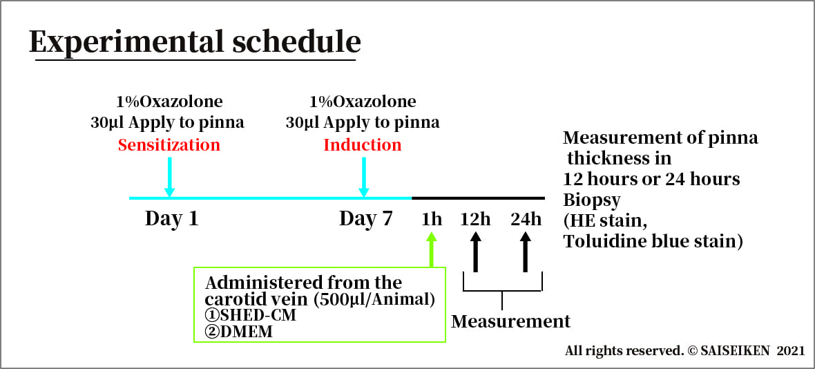 Experimental schedule