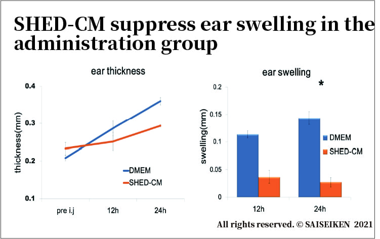 SHED-CM suppress ear swelling in the administration group